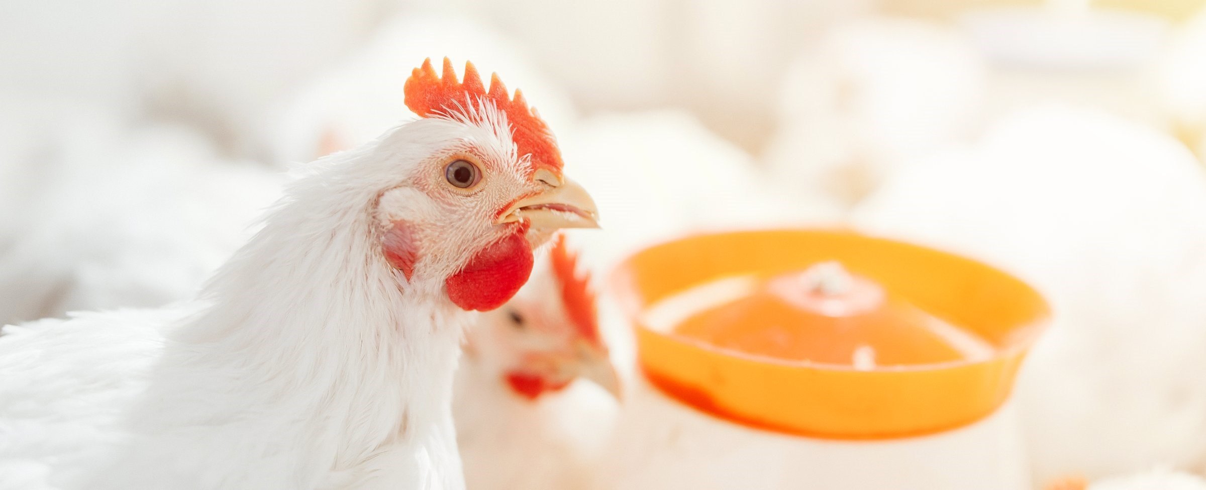 Bile Acids for Broilers