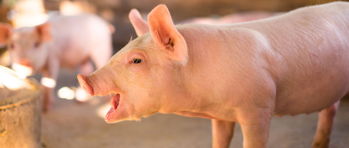 Bile Acids for Pigs