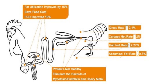 Bile Acids for Broilers