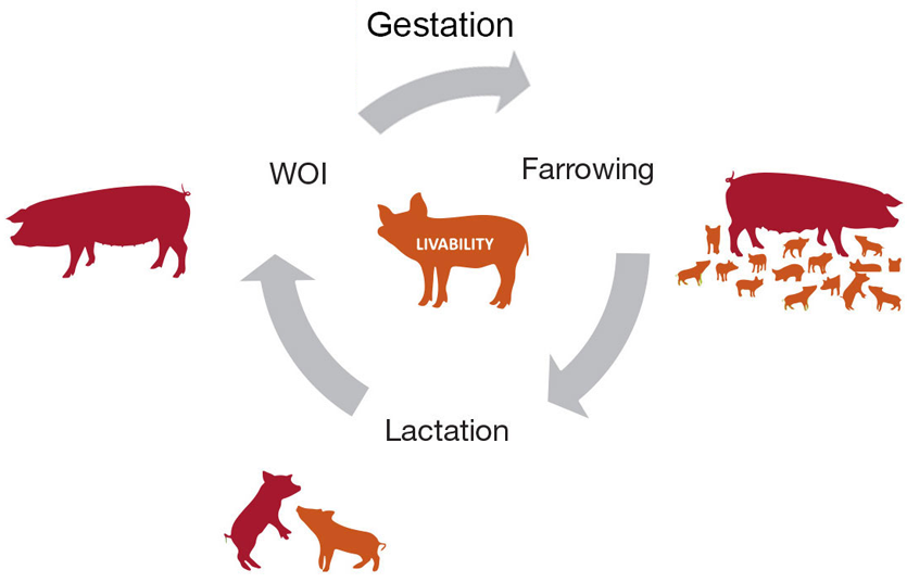 Functions for Pigs