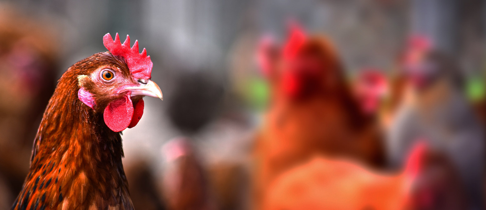 Bile Acids for Laying Hens