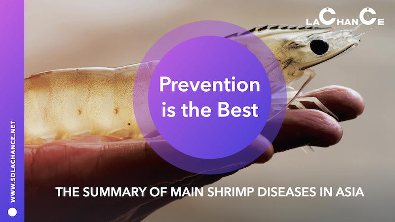 The Summary of Main Shrimp Diseases in Asia