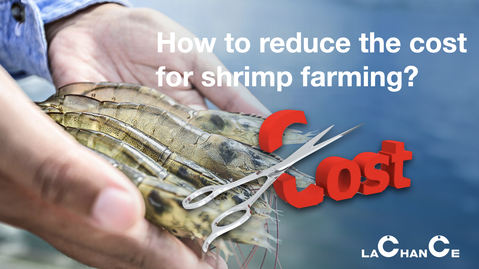 How to reduce the cost for shrimp farming?