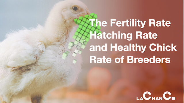 The Action Mechanism of Bile Acids on Improving the Fertility Rate Hatching Rate and Healthy Chick R