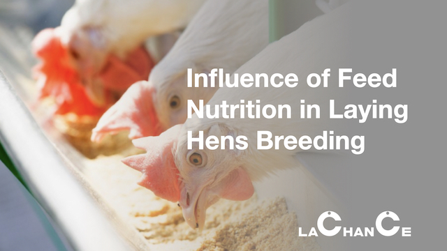 Influence of Feed Nutrition in Laying Hens Breeding