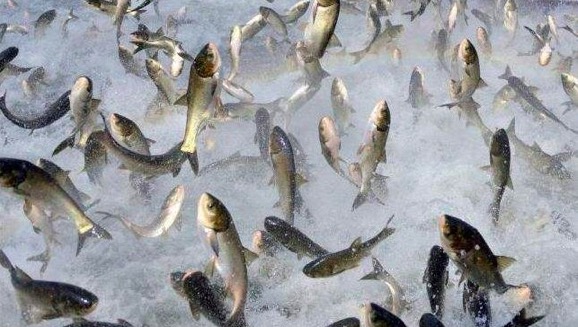 Research on Energy Feed Impact on Fish Growth and Meat Quality