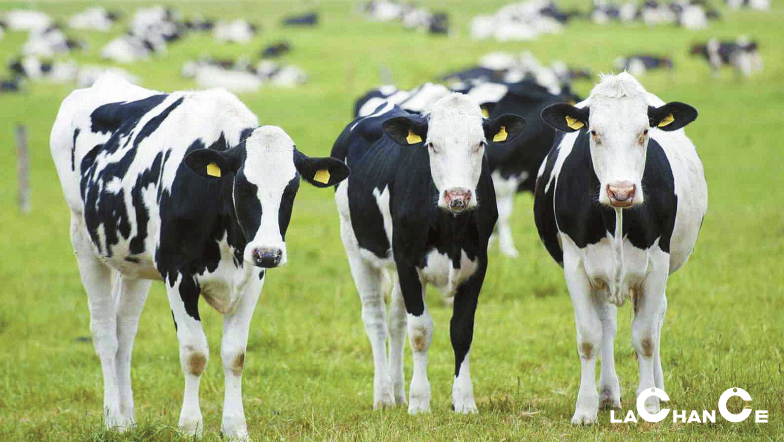 Experiment Study on the Effect of Bile Acids on Perinatal Cows