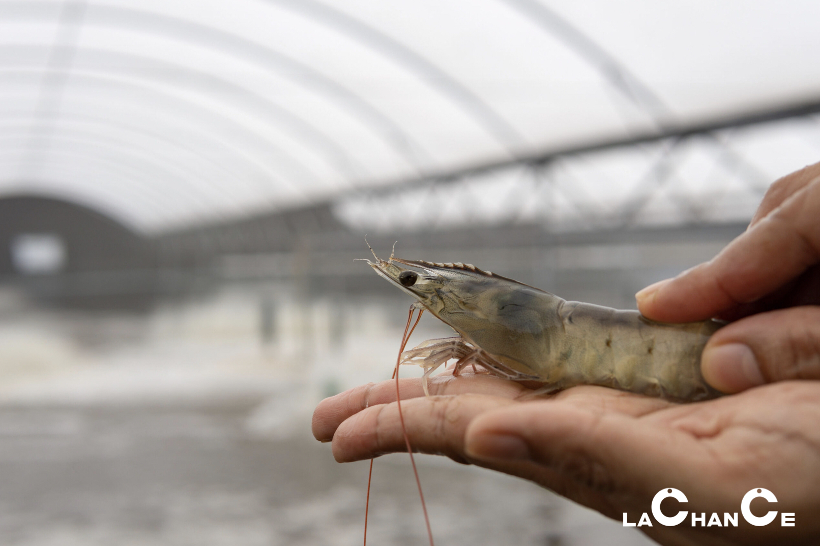 SR↑WGR↑Effects of Adding Eucommia Ulmoides P.E and BAs on Shrimp