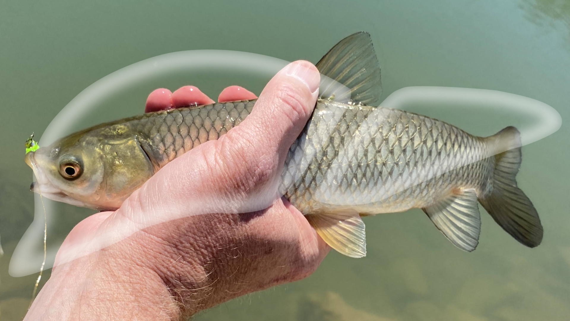 Improve WGR & SR, Reduce Liver Fat—BAs Experiment on Grass Carp
