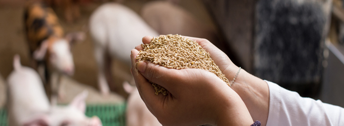 Global-Swine-Feed-Market.jpg