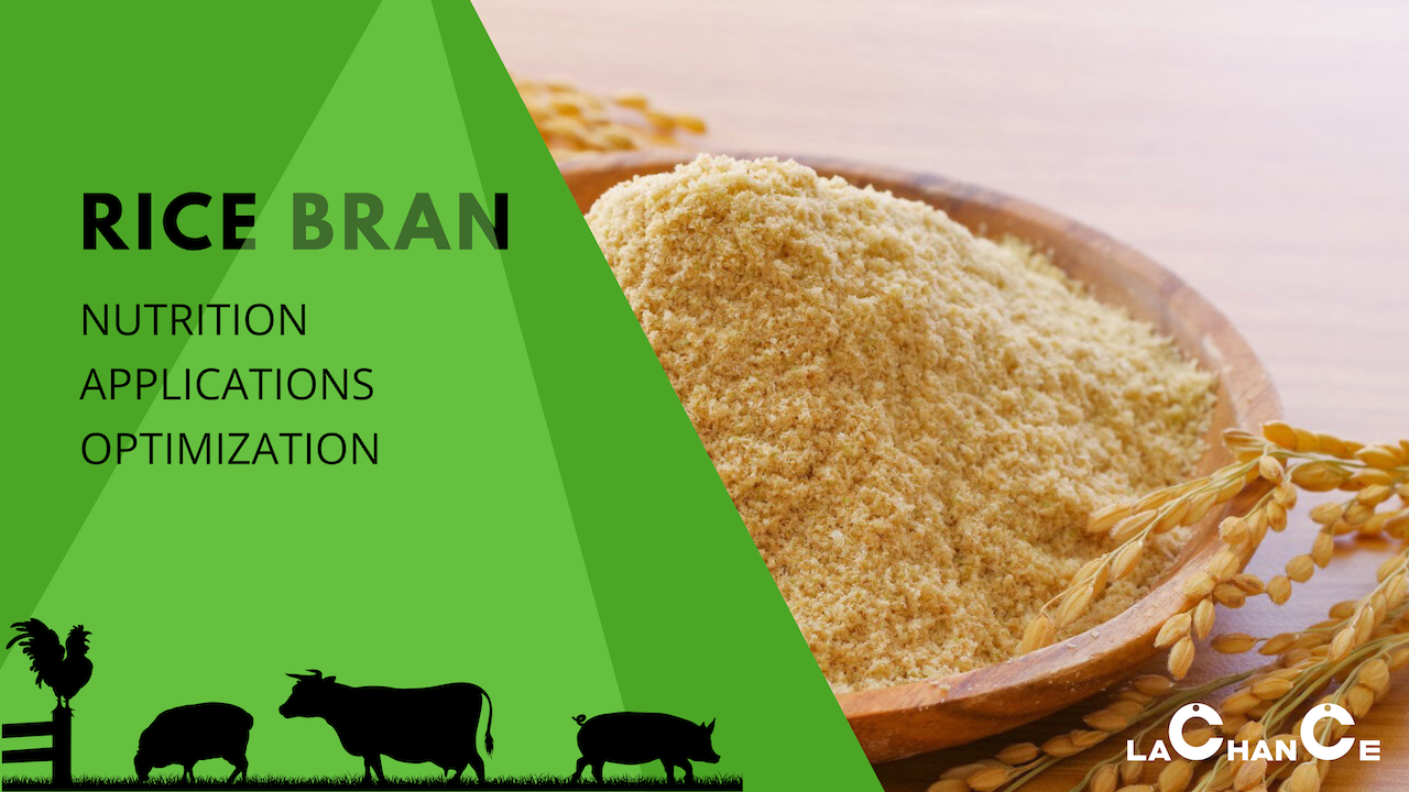 Rice Bran in Animal Feed: Nutrition, Applications & Optimization