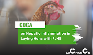 Chenodeoxycholic Acid — Effects on the Hepatic Inflammatory Response in Laying Hens with Fatty Liver