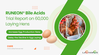 A 60,000 Laying Hen Trial Report: BAs on Egg Production