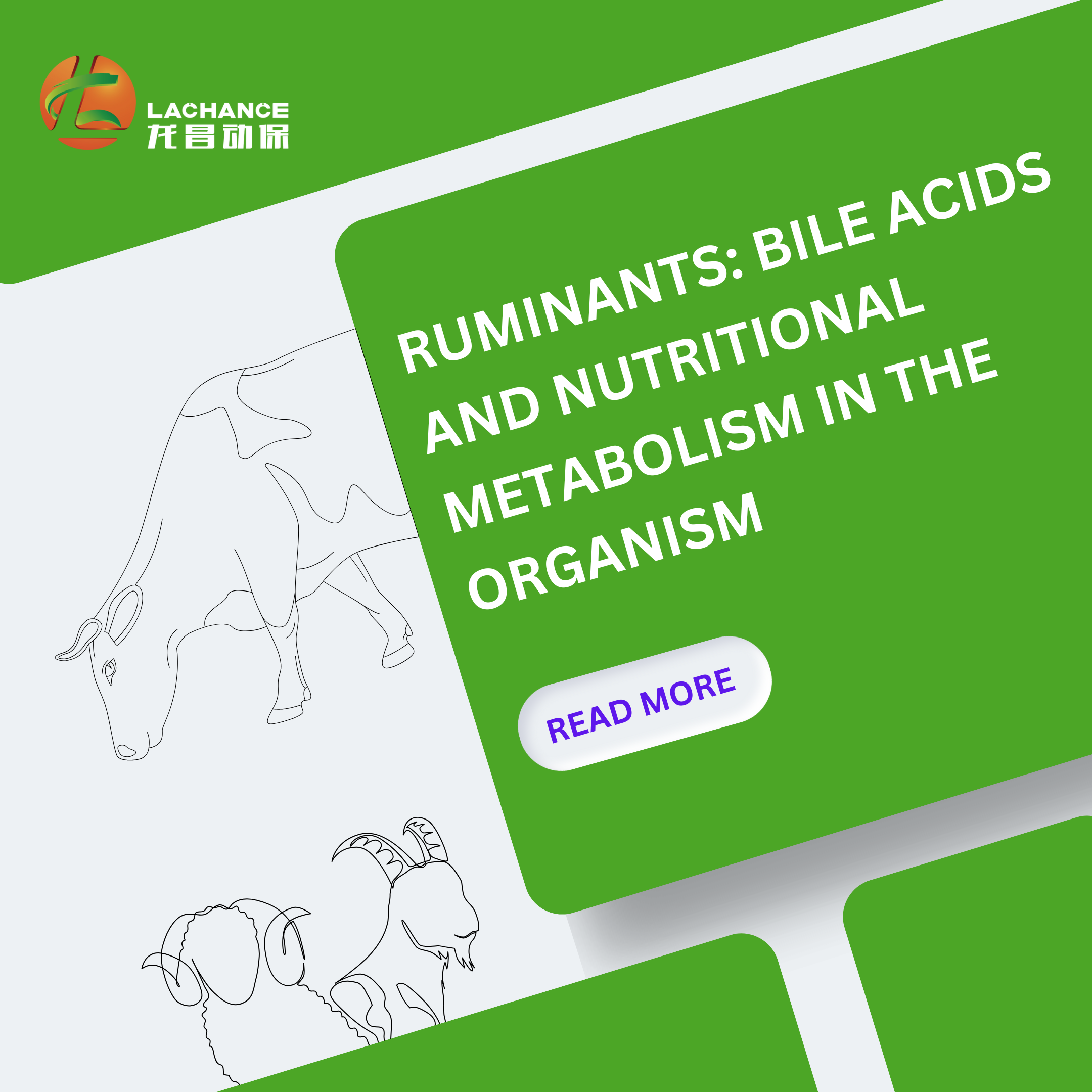 Ruminants: Bile Acids and Nutritional Metabolism in the Organism