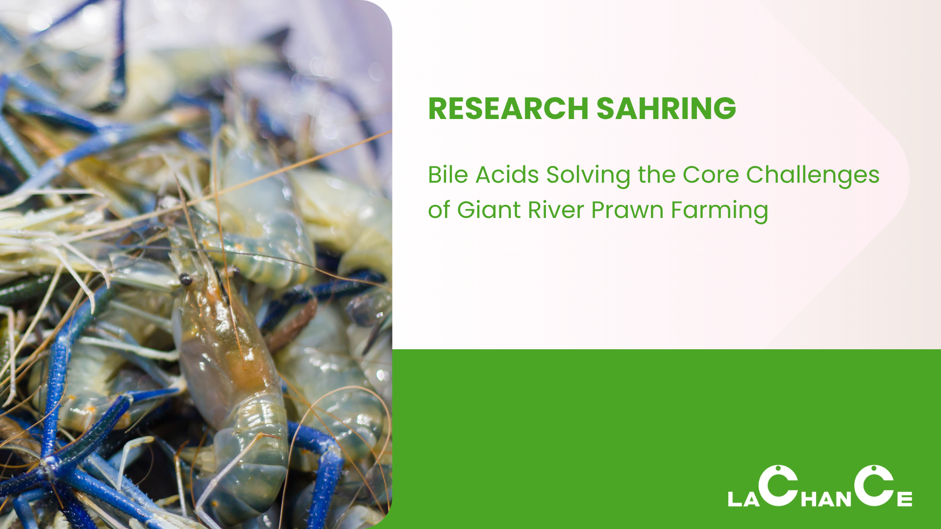 Research Sharing: Bile Acids Solving the Core Challenges of Giant River Prawn Farming